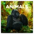 Kép 1/3 - Falinaptár képes lemeznaptár 300x300mm, Endangered Animals Realsystem 2026.